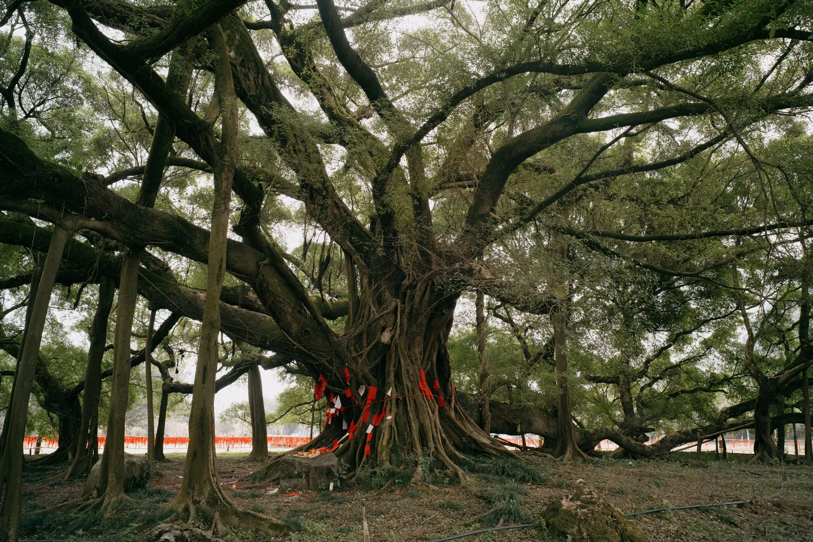 An ancient tree wrapped in red cloth — a temple or sacred place.