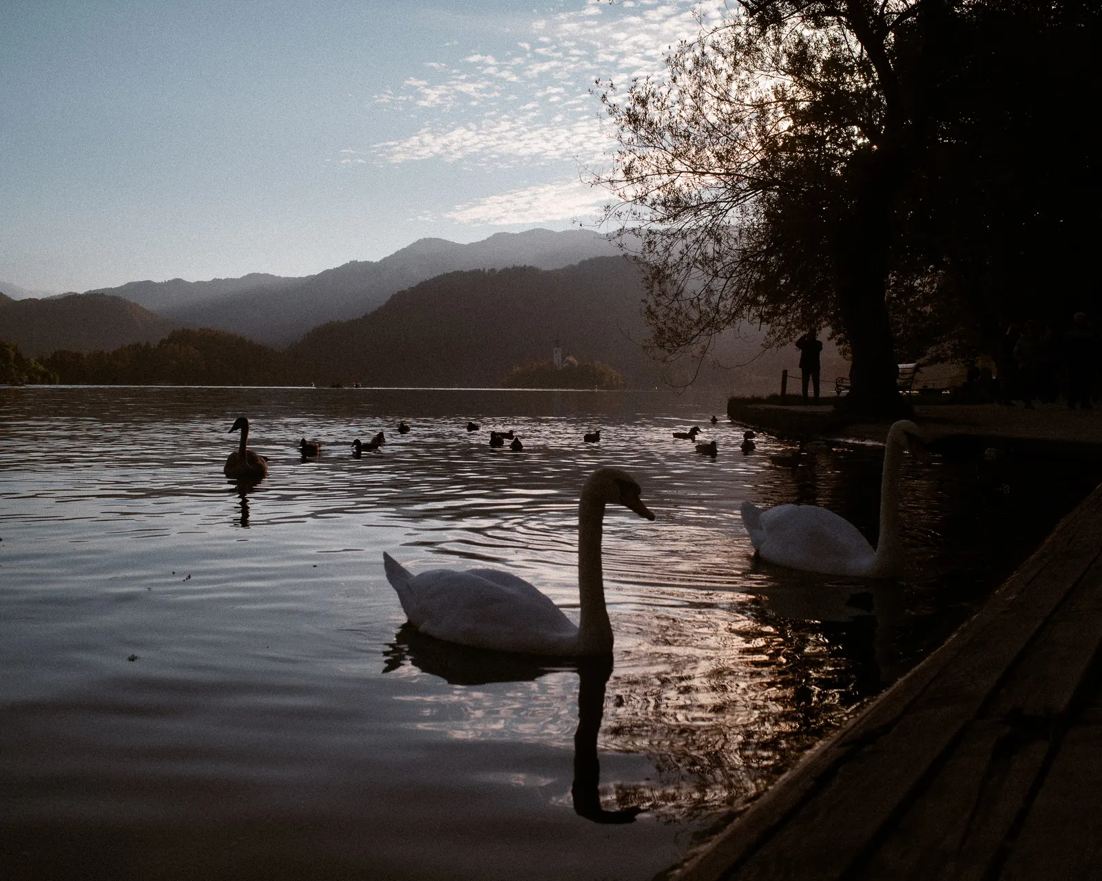 Swans on the lake at dusk; someone wading out past the shallows.