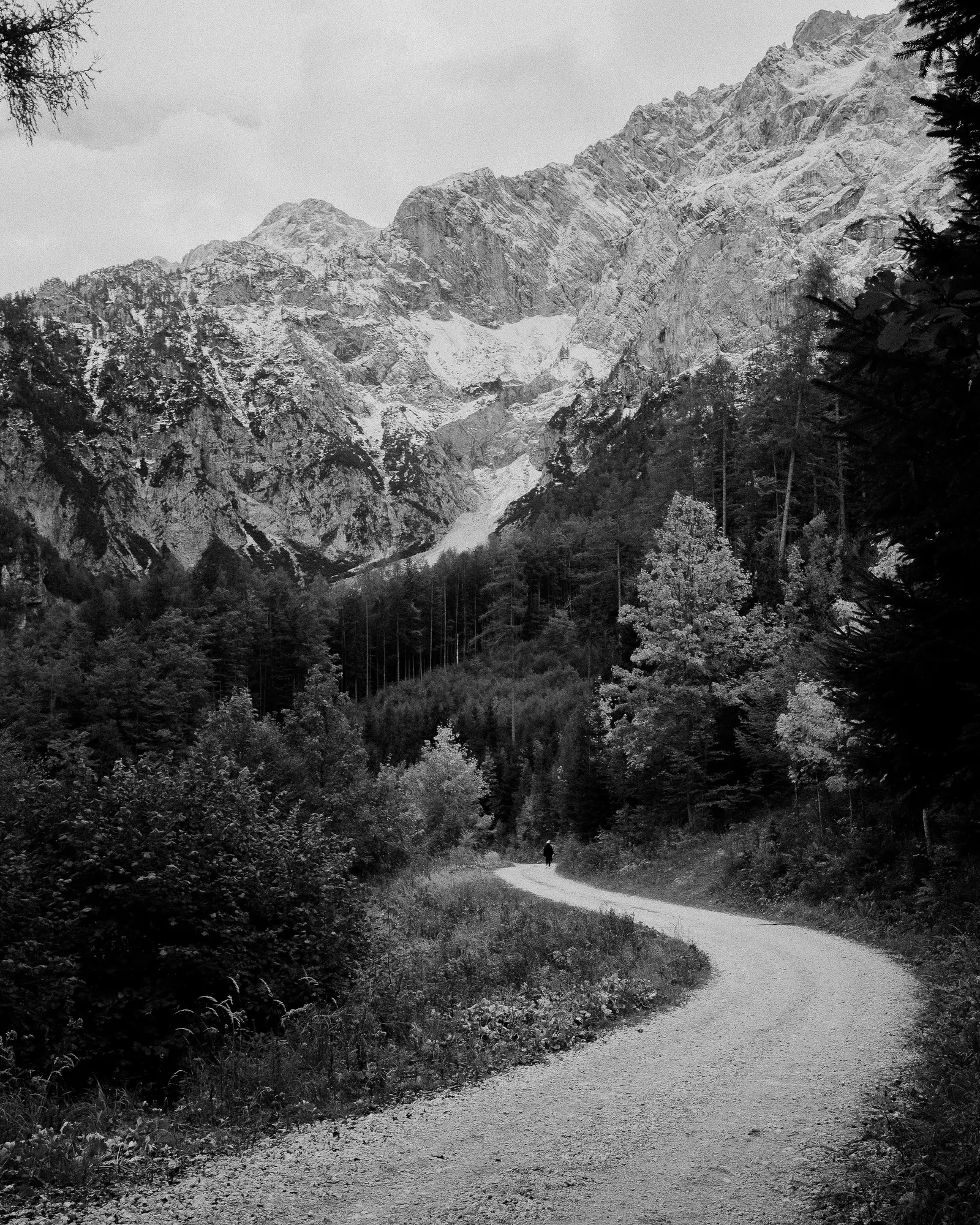 The road down through the trees.