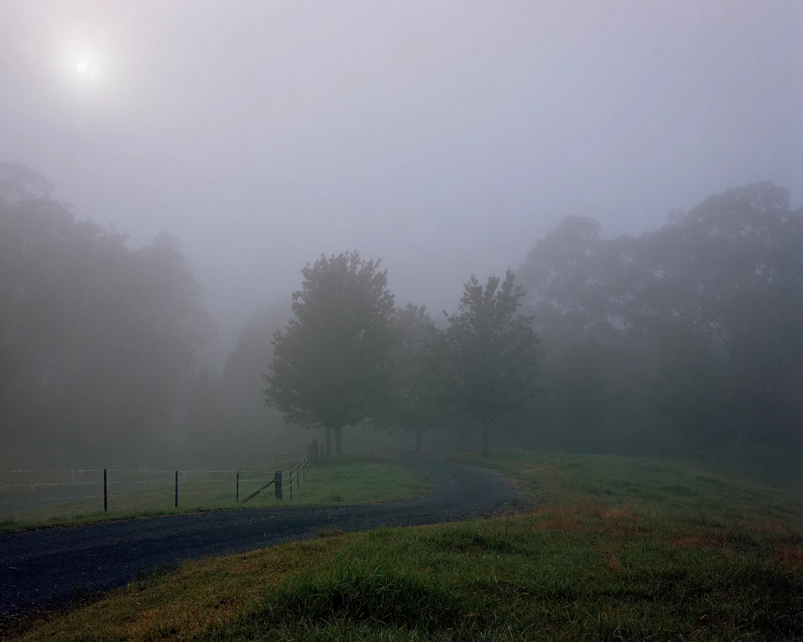 Trees in fog at the edge of the field.