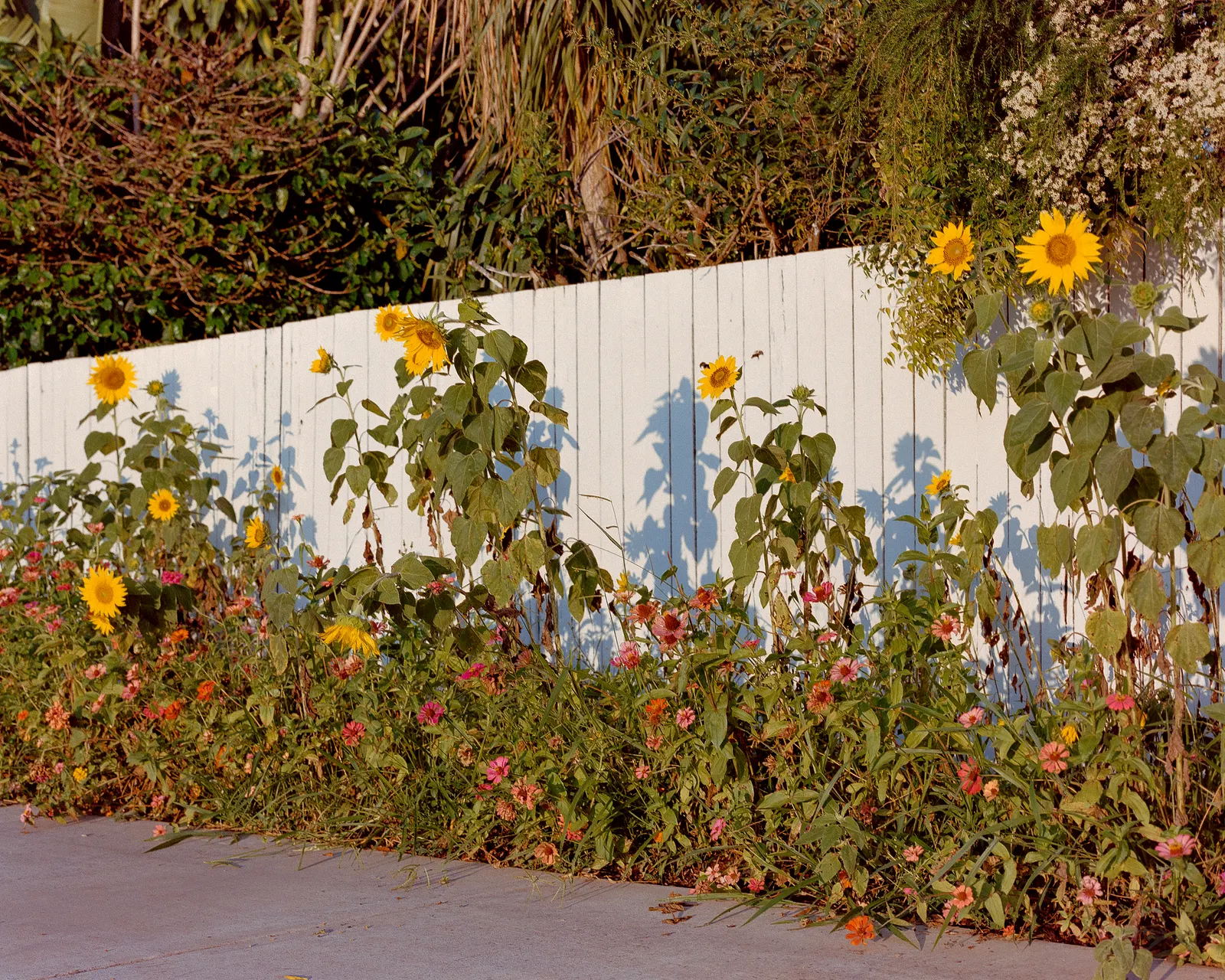 Sunflowers gone over against the fence.